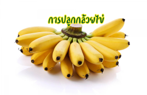 การปลูกกล้วยไข่