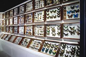 พิพิธภัณฑ์แมลงและสิ่งมหัศจรรย์ธรรมชาติ