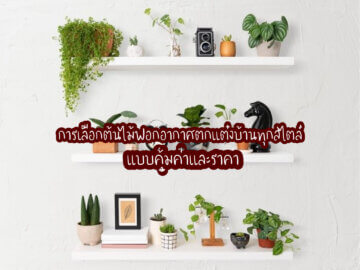 การเลือกต้นไม้ฟอกอากาศตกแต่งบ้านทุกสไตล์ แบบคุ้มค่าและราคา