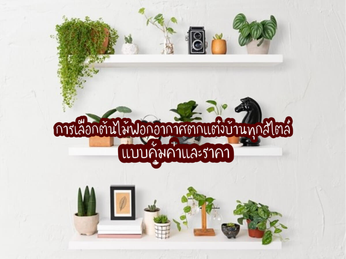 ต้นไม้ฟอกอากาศ