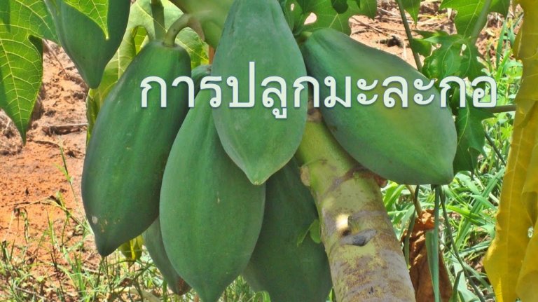 ปลูกมะละกอ