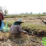 การหาหอยขมในนา