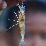 กุ้งฝอย