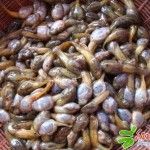 ลูกอ๊อด ภาษาอังกฤษ Tadpoles