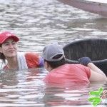 หอยเชอรี่