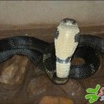 king-cobra