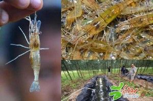 การเลี้ยงกุ้งฝอย