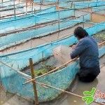 การเลี้ยงกุ้งฝอย ในกระชัง