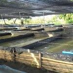 การเลี้ยงปลาดุกในบ่อพลาสติก