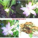 ต้น ว่านพญาจงอาง