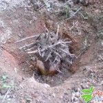 ปลูกกล้วยกลับหัว หันรากขึ้นข้างบน