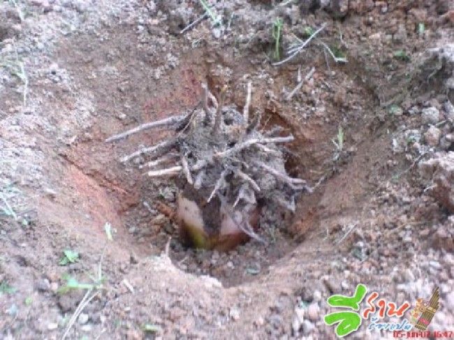 ปลูกกล้วยกลับหัว หันรากขึ้นข้างบน