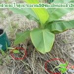 ปลูกกล้วยกลับหัว ลำต้นจะเตี้ย