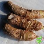 หัว ว่านพญาจงอาง
