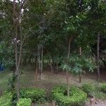 ลานกางเตนท์ ภูพานน้อย