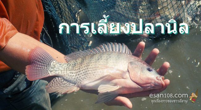 การเลี้ยงปลานิล