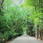 ทางเดิน วัดหนองป่าพง