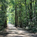 บริเวณทางเดิน วัดหนองป่าพง