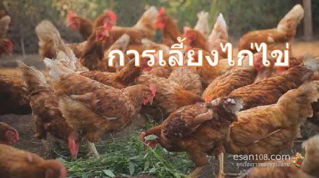 วิธีการเลี้ยงไก่ไข่