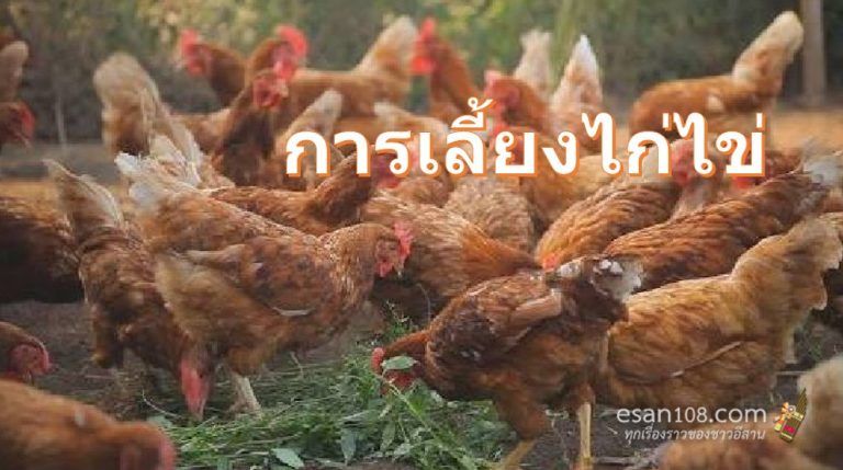 วิธีการเลี้ยงไก่ไข่
