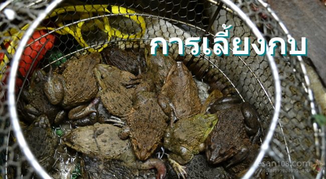 การเลี้ยงกบ