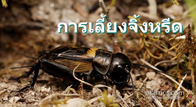 การเลี้ยงจิ้งหรีด