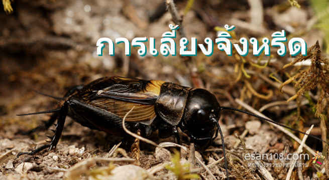 การเลี้ยงจิ้งหรีด