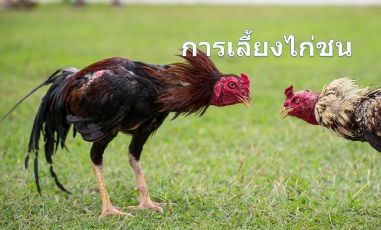 วิธีการเลี้ยงไก่ชน