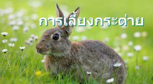 การเลี้ยงกระต่าย