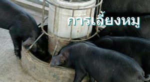 การเลี้ยงหมู