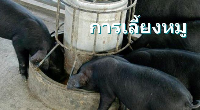 การเลี้ยงหมู