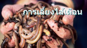 การเลี้ยงไส้เดือน