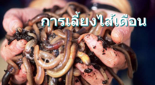 การเลี้ยงไส้เดือน