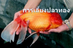 การเพาะเลี้ยงปลาทอง