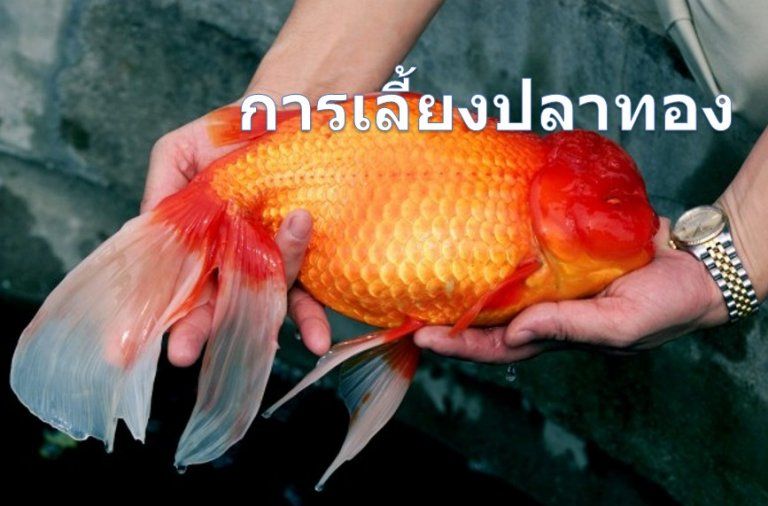 การเพาะเลี้ยงปลาทอง