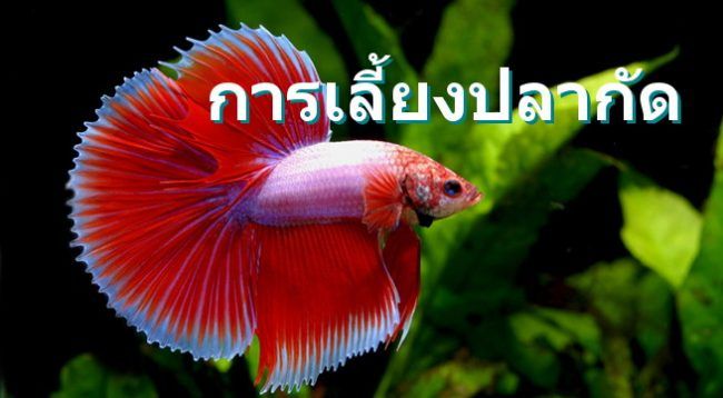 Siamese fighting fish