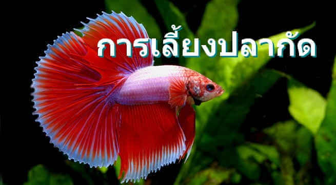 Siamese fighting fish