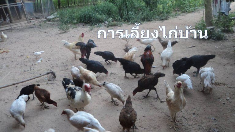 วิธีการเลี้ยงไก่บ้าน