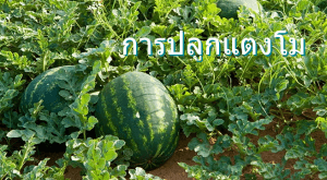 การปลูกแตงโม