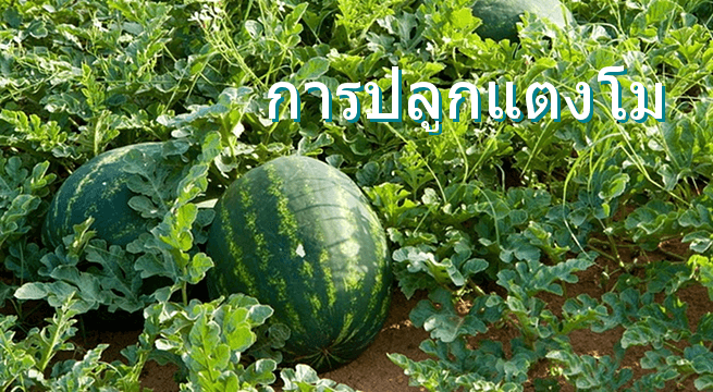 การปลูกแตงโม