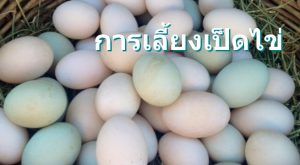ไข่เป็ด