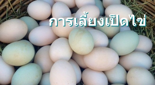 ไข่เป็ด