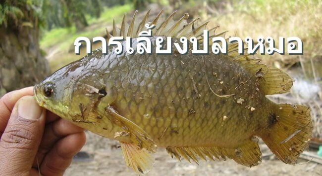 การเลี้ยงปลาหมอ