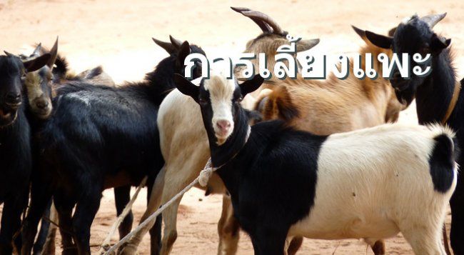 การเลี้ยงแพะ