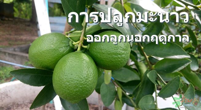 การปลูกมะนาว