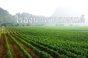 ไร่องุ่น กรานมอนเต้