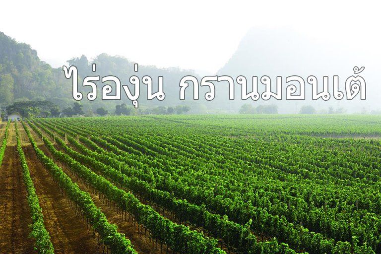 ไร่องุ่น กรานมอนเต้