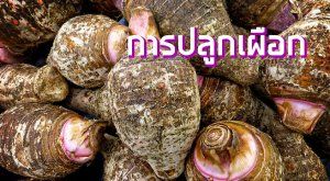 การปลูกเผือก