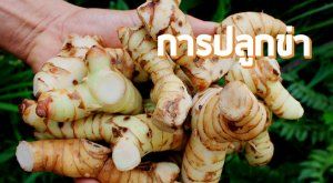 การปลูกข่า