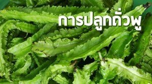 การปลูกถั่วพู